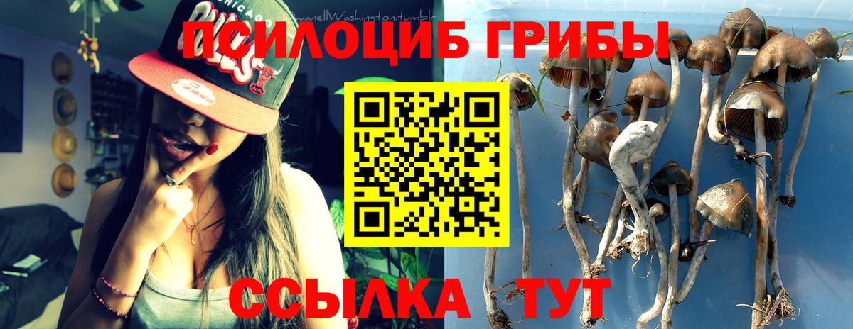 Псилоцибиновые грибы Psilocybe  Лабытнанги  Галлюциногенные грибы Psilocybe 